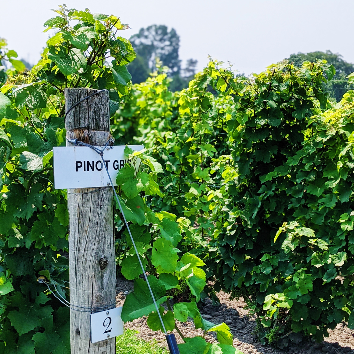 UL Pinot gris