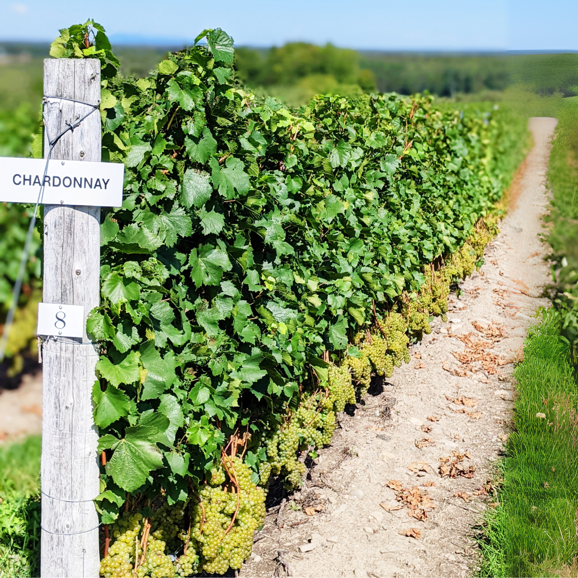 Le vignoble